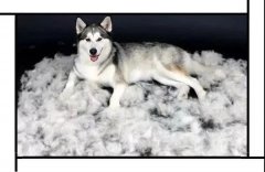 毛質(zhì)差、過度脫毛？華興重磅推出犬美毛處方糧