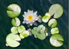 夏至丨夏花燦爛，愛至美好